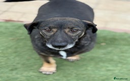 Mixed Breed dogs for adoption: Cute little Twix needs LoVE - Image 2