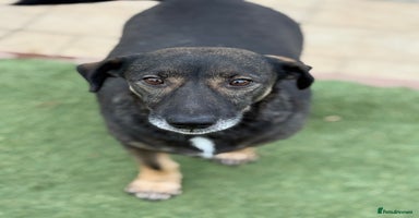 Mixed Breed dogs Cute little Twix needs LoVE - Advert 9