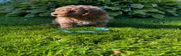 Toy Poodle dogs for sale: READY TO GO !Gorgeous toy poodle puppies for sale  - Advert 4