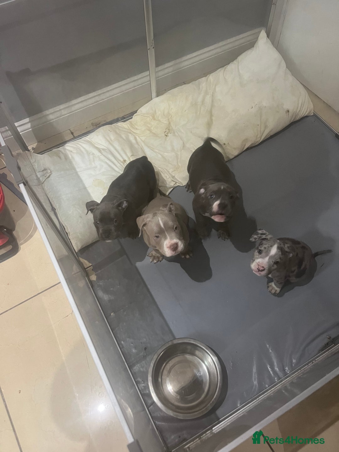American Bully dogs for sale: BE FAST NOT LAST !! - Advert 5