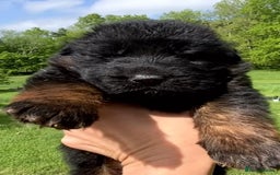 German Shepherd dogs for sale: TOP QUALITY LINES GSD PUPS AVAILABLE NOW - Image 2