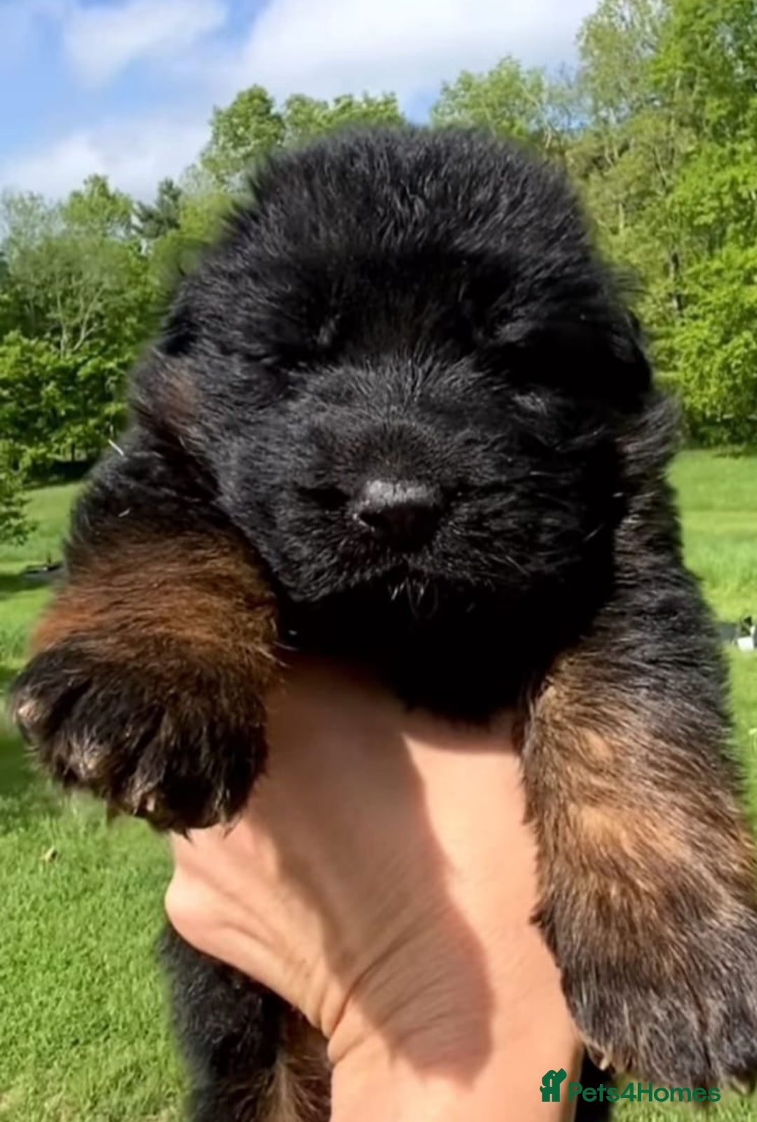 German Shepherd dogs for sale: TOP QUALITY LINES GSD PUPS AVAILABLE NOW - Image 2