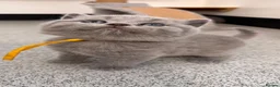 British Shorthair cats for sale: Pedigree British Shorthair Kittens - Licensed  - Advert 5