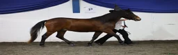 New Forest horses for sale: ✨️Ocknell way out west✨️ in Nottingham - Advert 1