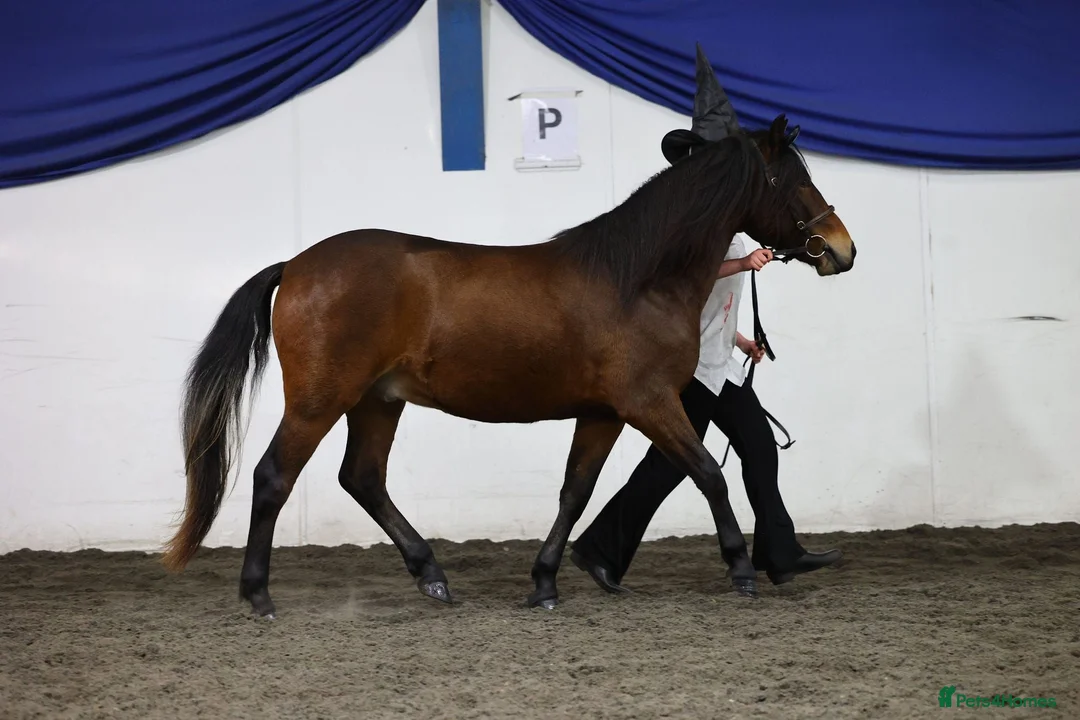 New Forest horses for sale: ✨️Ocknell way out west✨️ in Nottingham - Advert 1
