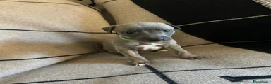 Whippet Puppy 4