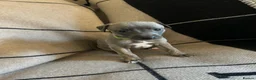 Whippet dogs for sale: Exceptional Puppies from health tested parents - Advert 13