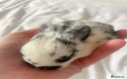Mini Lop rabbits for sale: Mini lop babies available  - Image 16