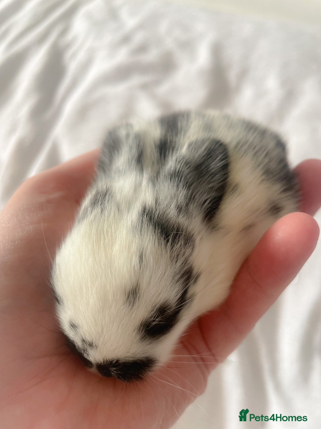 Mini Lop rabbits for sale: Mini lop babies available  - Image 16