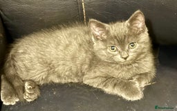 Mixed Breed cats for sale: Delightful Rag-doll Mixed Breed Kittens READY NOW! - Image 21