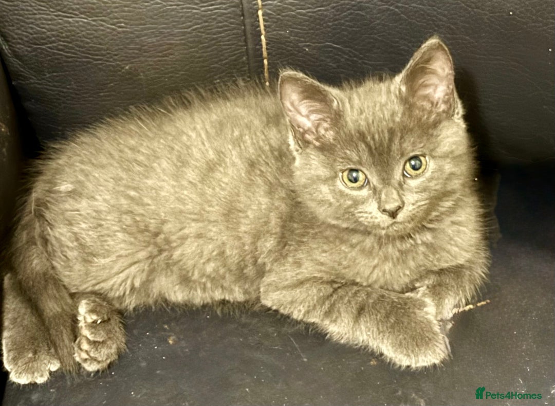 Mixed Breed cats for sale: Delightful Rag-doll Mixed Breed Kittens READY NOW! - Image 21