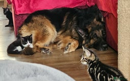Mixed Breed cats for sale: adorable kittens are looking for a new home - Image 22