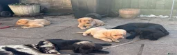 Labrador Retriever dogs for sale: Beautiful litter of mixed puppies  - Advert 16