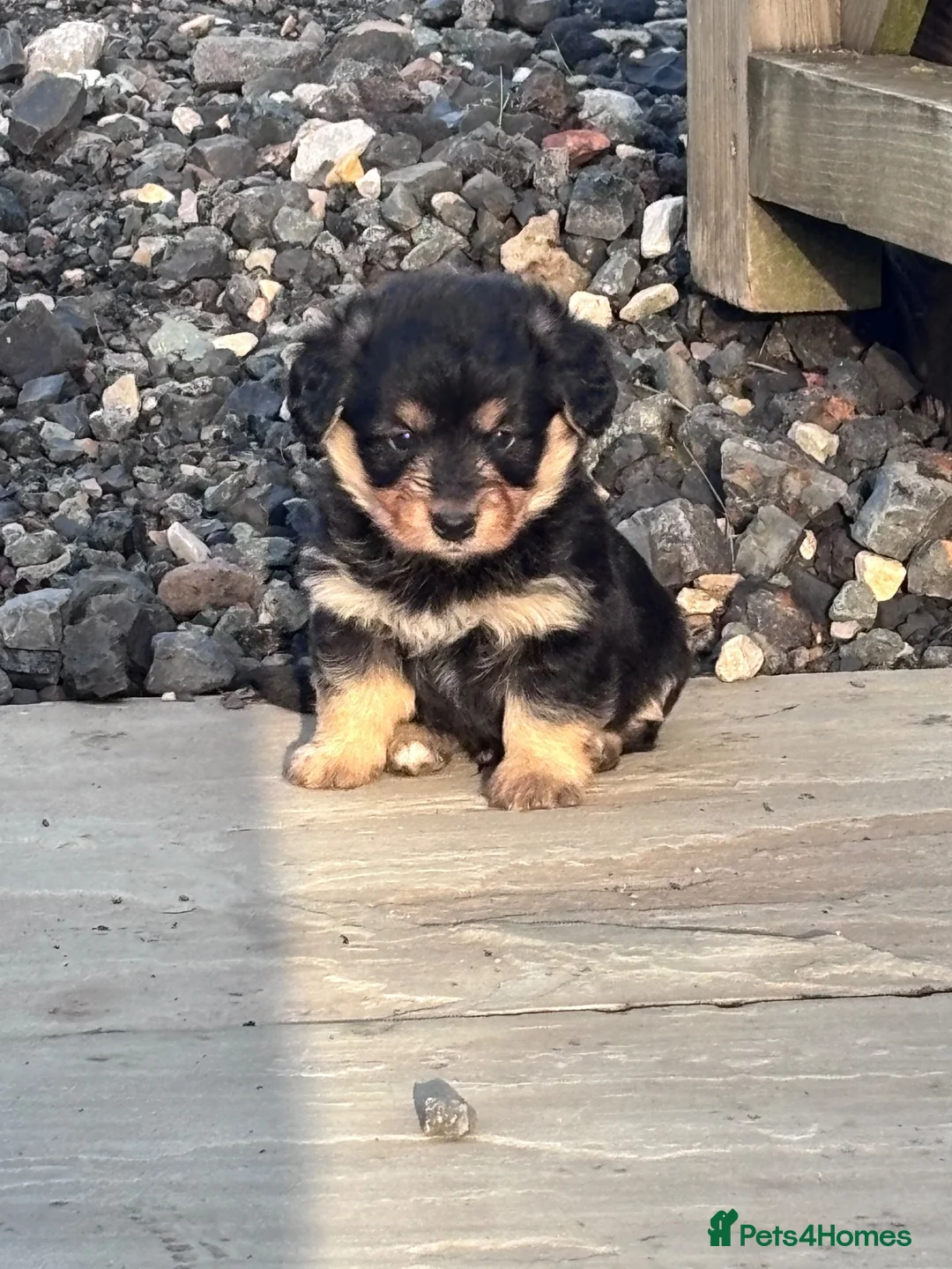 Mixed Breed dogs for sale: Corgipoos - Advert 25