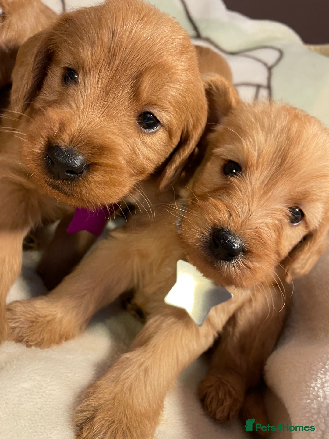 Labradoodle dogs for sale: Labradoodle Fox Red ❤️💞❤️Health check - Image 28