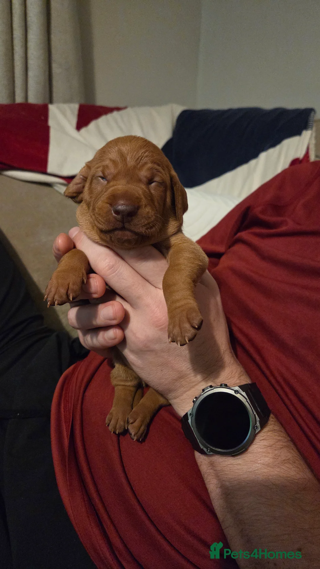 Hungarian Vizsla dogs for sale: 🧡 Hungarian Vizslas. Exceptional pedigrees 🧡 - Advert 30