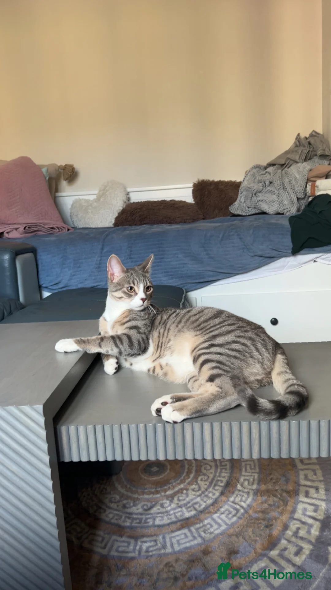 Mixed Breed cats for sale: Mochi  - Advert 2