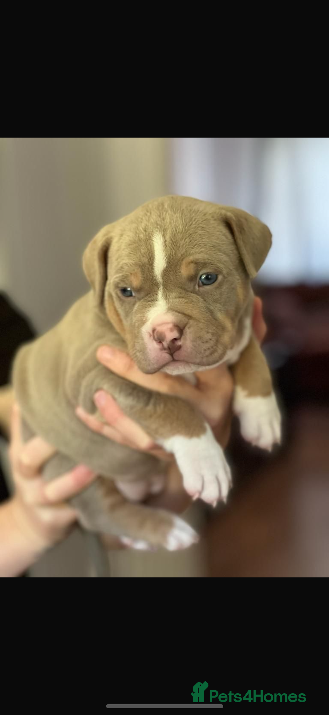 American Bully dogs for stud: ABKC AMERICAN POCKET BULLY - Advert 7