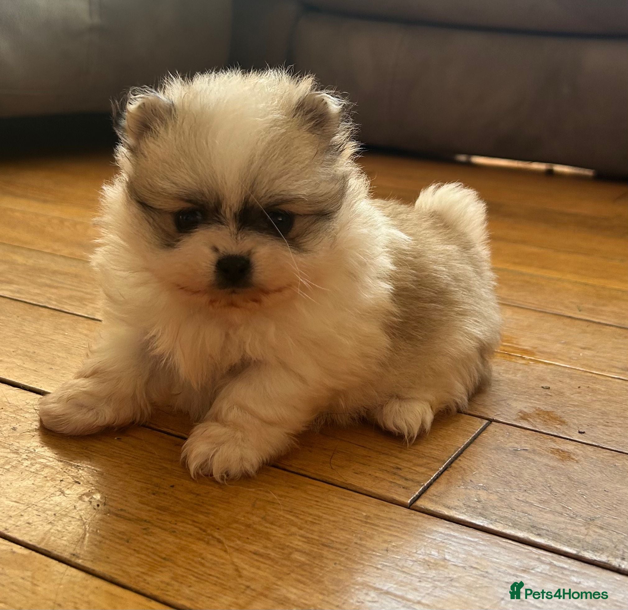 Pomeranian dogs Gorgeous KC Pomeranians - Advert 9