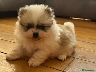 Pomeranian dogs Gorgeous KC Pomeranians - Advert 9