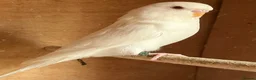Budgerigars birds for sale: Baby budgies and pairs for sale  - Advert 4