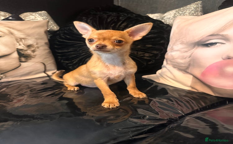 Chihuahua dogs - Advert 1