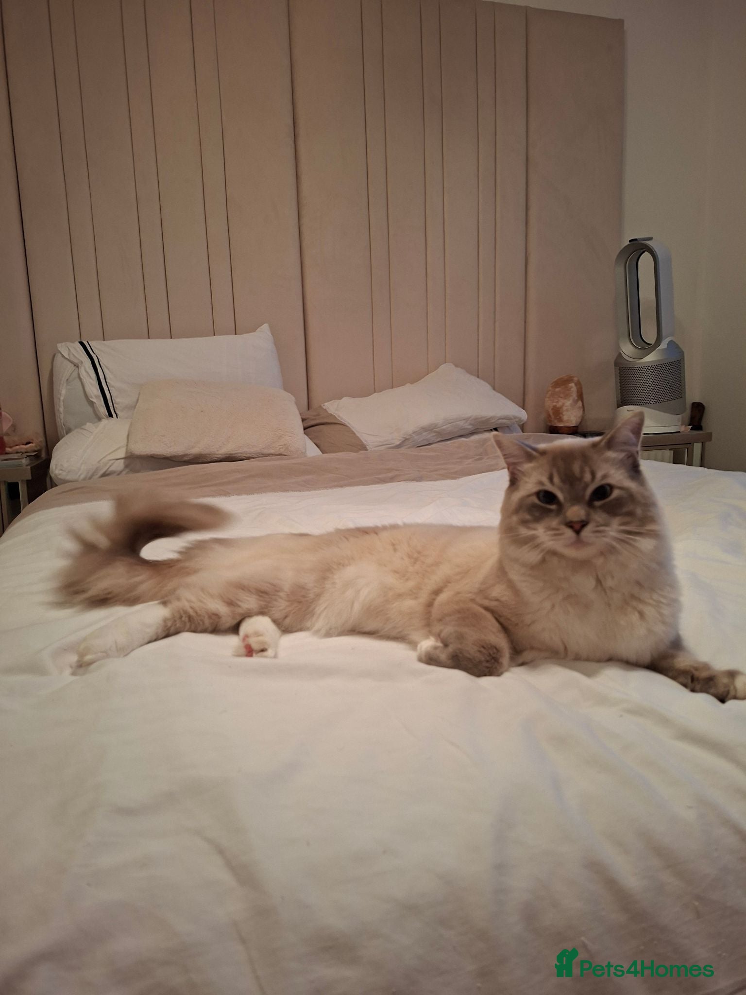 Ragdoll cats Blue Mitted Ragdoll For Stud - Advert 1