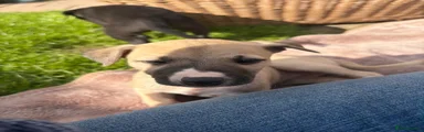 Whippet Puppy 7