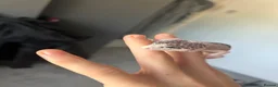 Leopard Gecko reptiles for sale: 2 female geckos born around the same time  - Advert 4