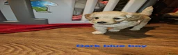 Mini Goldendoodle dogs for sale: Miniature Goldendoodle Puppy F1B - Advert 7