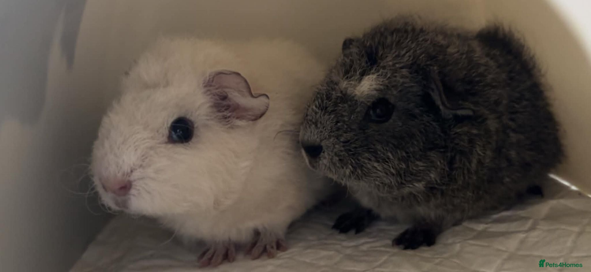Guinea Pig rodents Two bonded brothers  - Advert 1