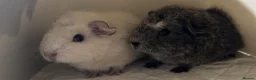 Guinea Pig rodents for sale: Two bonded brothers  in Hartlepool - Advert 1