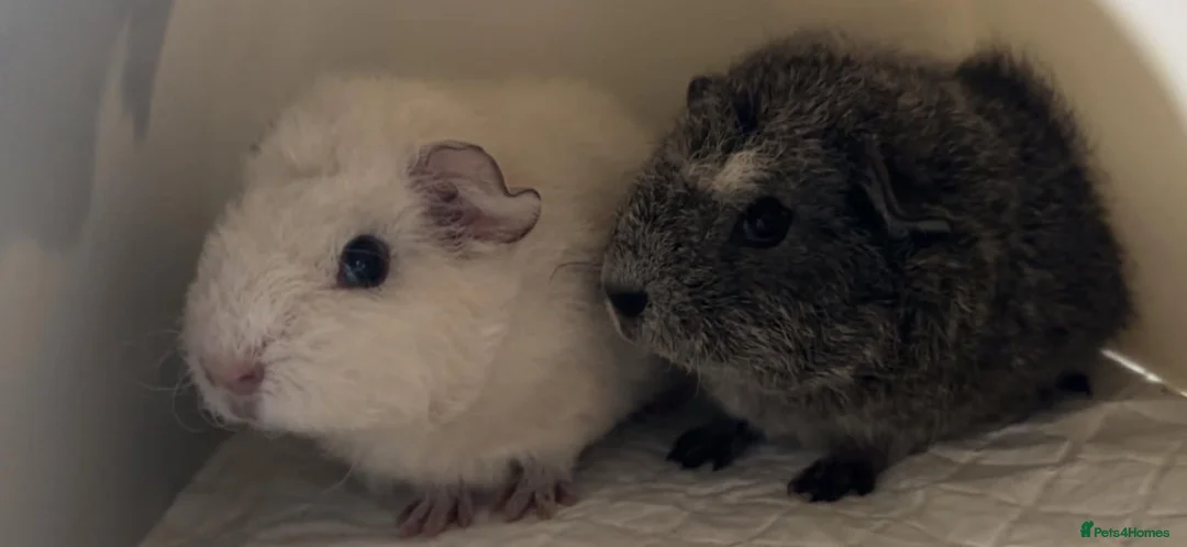 Guinea Pig rodents for sale: Two bonded brothers  in Hartlepool - Advert 1