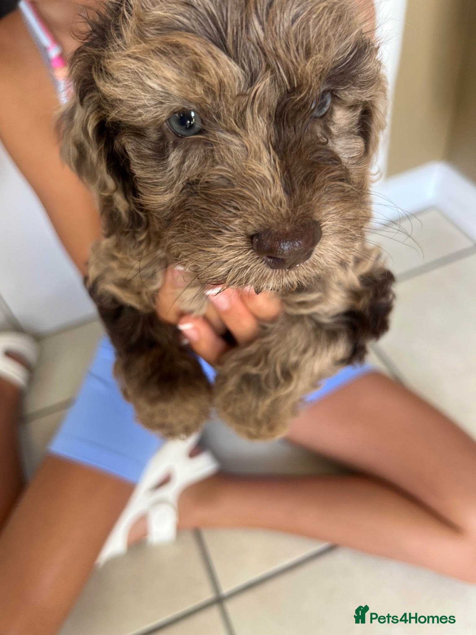 Cockapoo dogs Puppies for sale - Advert 2