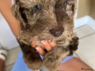 Cockapoo dogs Puppies for sale - Advert 1