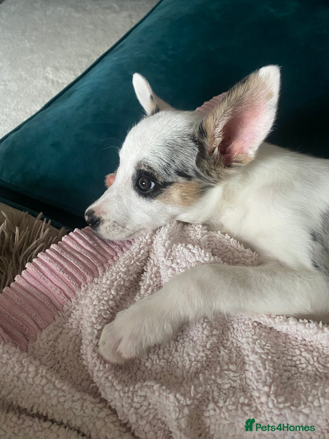 Border Collie dogs for sale: 10 week old stunning border collie merle for sale  - Image 2