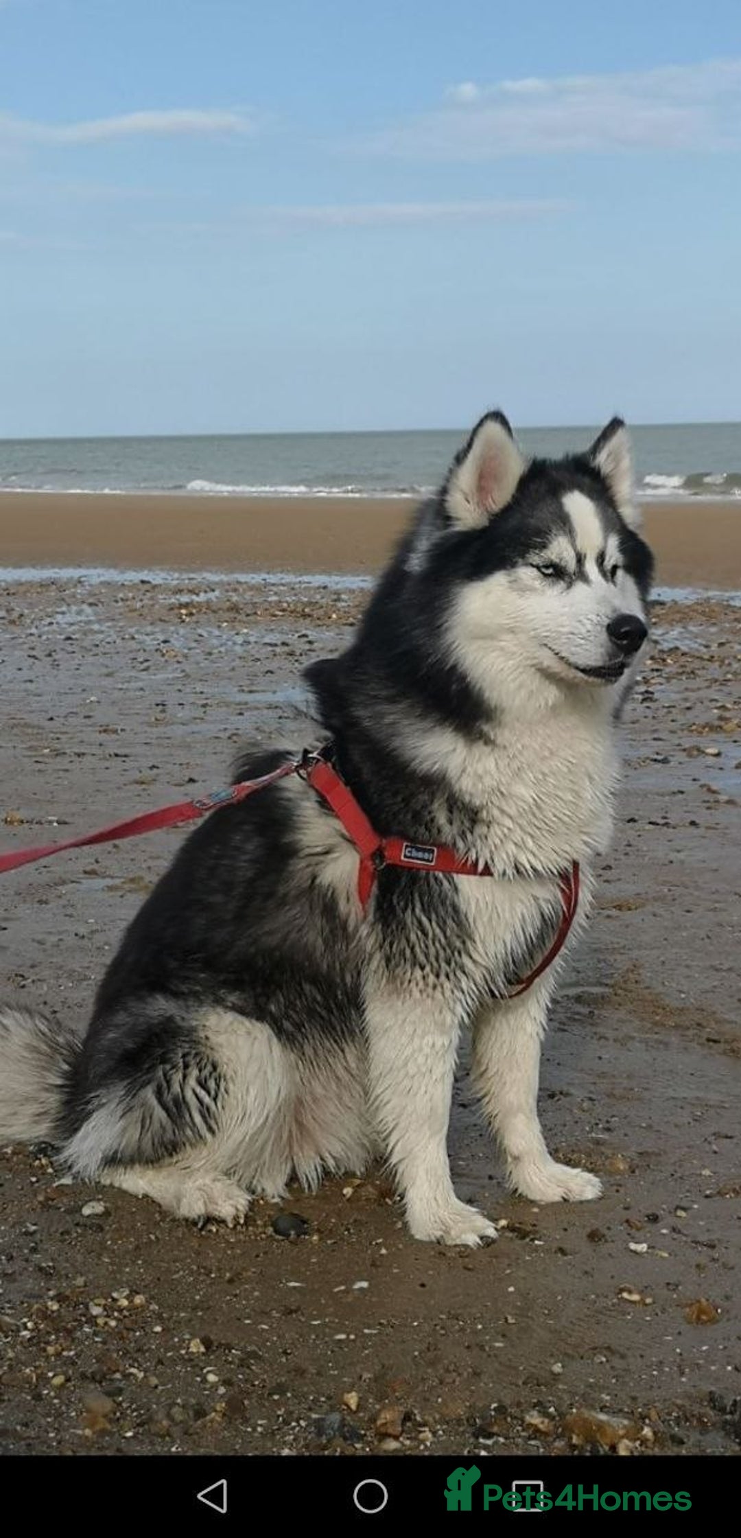 Siberian Husky dogs for sale: Siberian Huskies 1 Male 4 Female - Advert 39