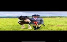 Irish Cob horses for sale: Quiet 3 year old 13hh mare  - Image 6