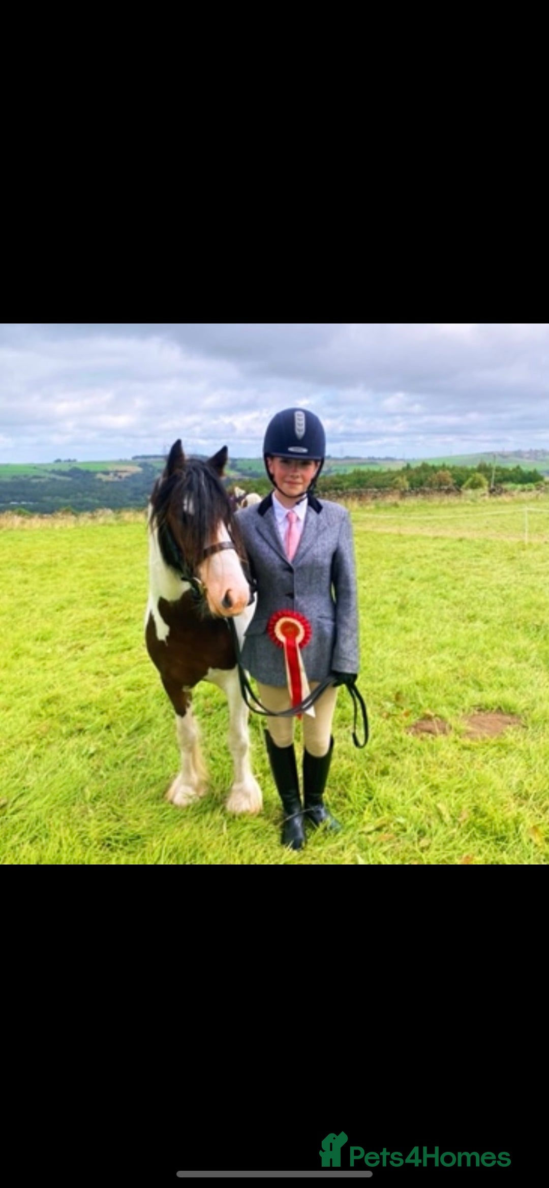 Irish Cob horses for sale: Quiet 3 year old 13hh mare  - Image 6