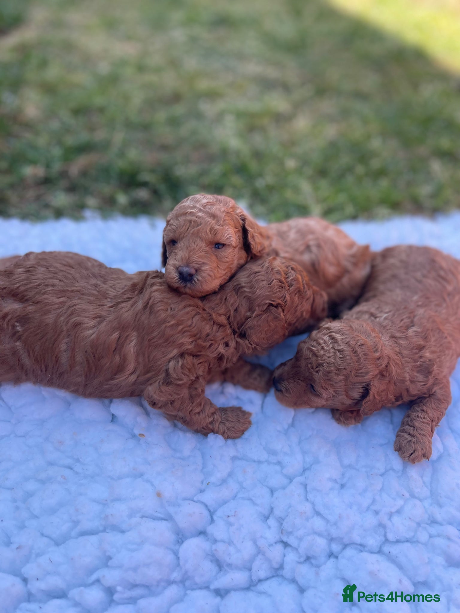 Toy Poodle dogs for sale: Kc registered toy poodle - Advert 6