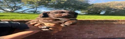 Sprocker dogs for sale: Sprocker puppies, 3/4 cocker  in Preston - Advert 4