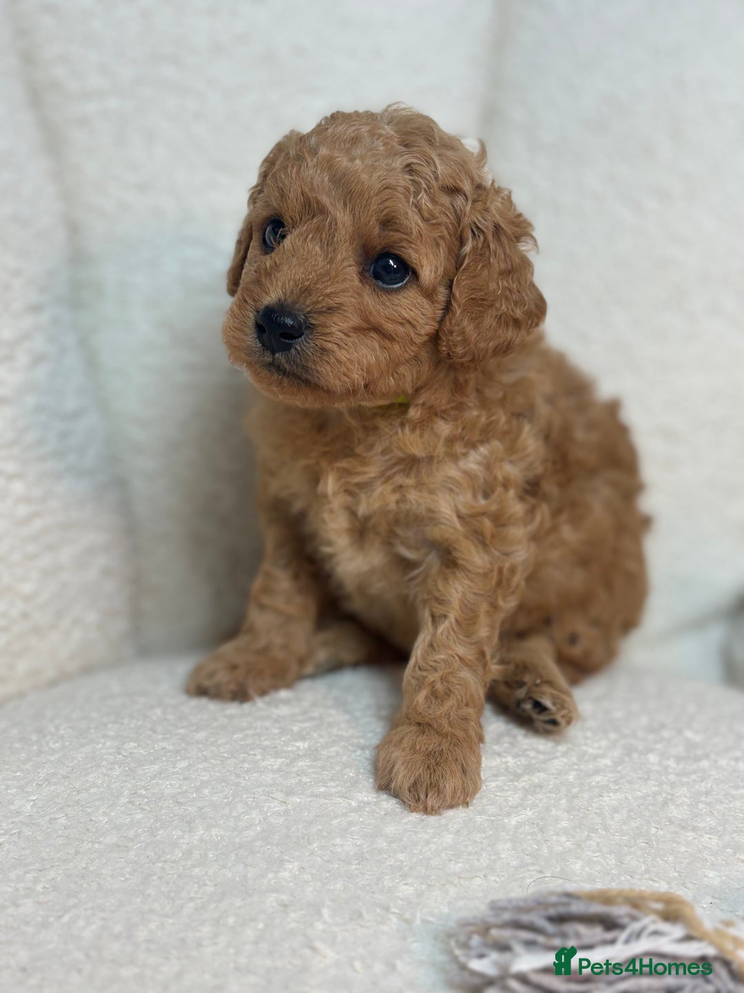 Goldendoodle dogs for sale: Red MINI Goldendoodle Puppies Hypoallergenic & DNA - Advert 13