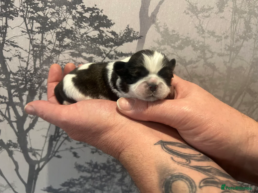 Shih Tzu dogs for sale: Imperial Shih Tzu puppie  - Advert 4