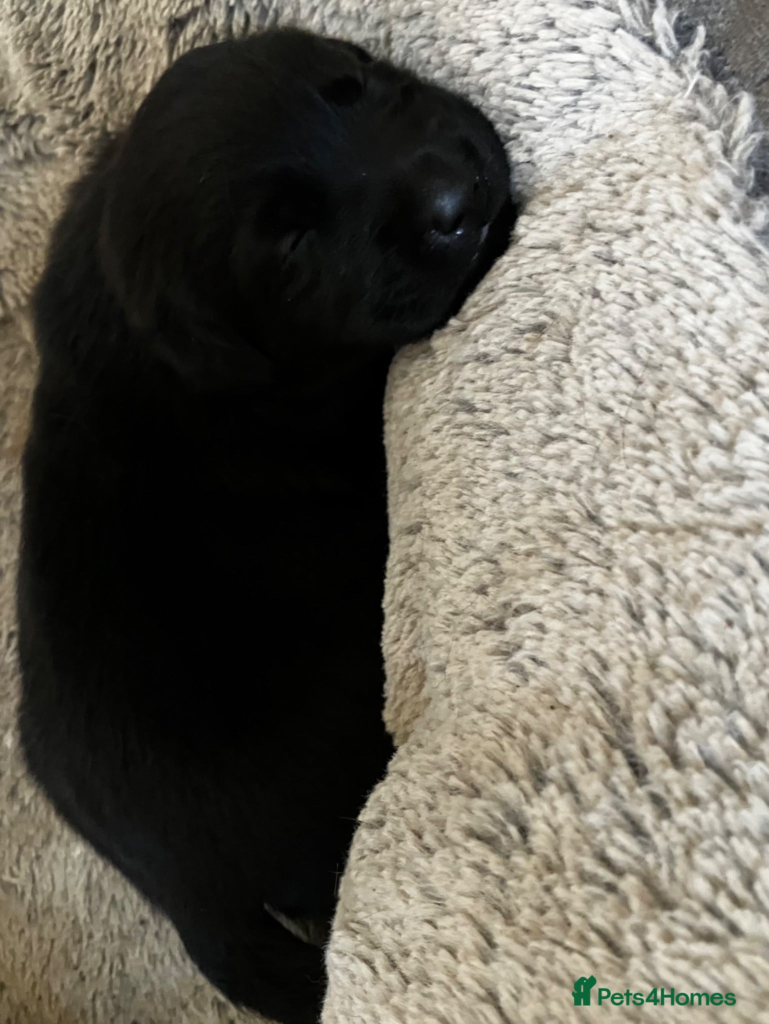 Labrador Retriever dogs Quality bred, cared for puppies. Pick of girls - Advert 2