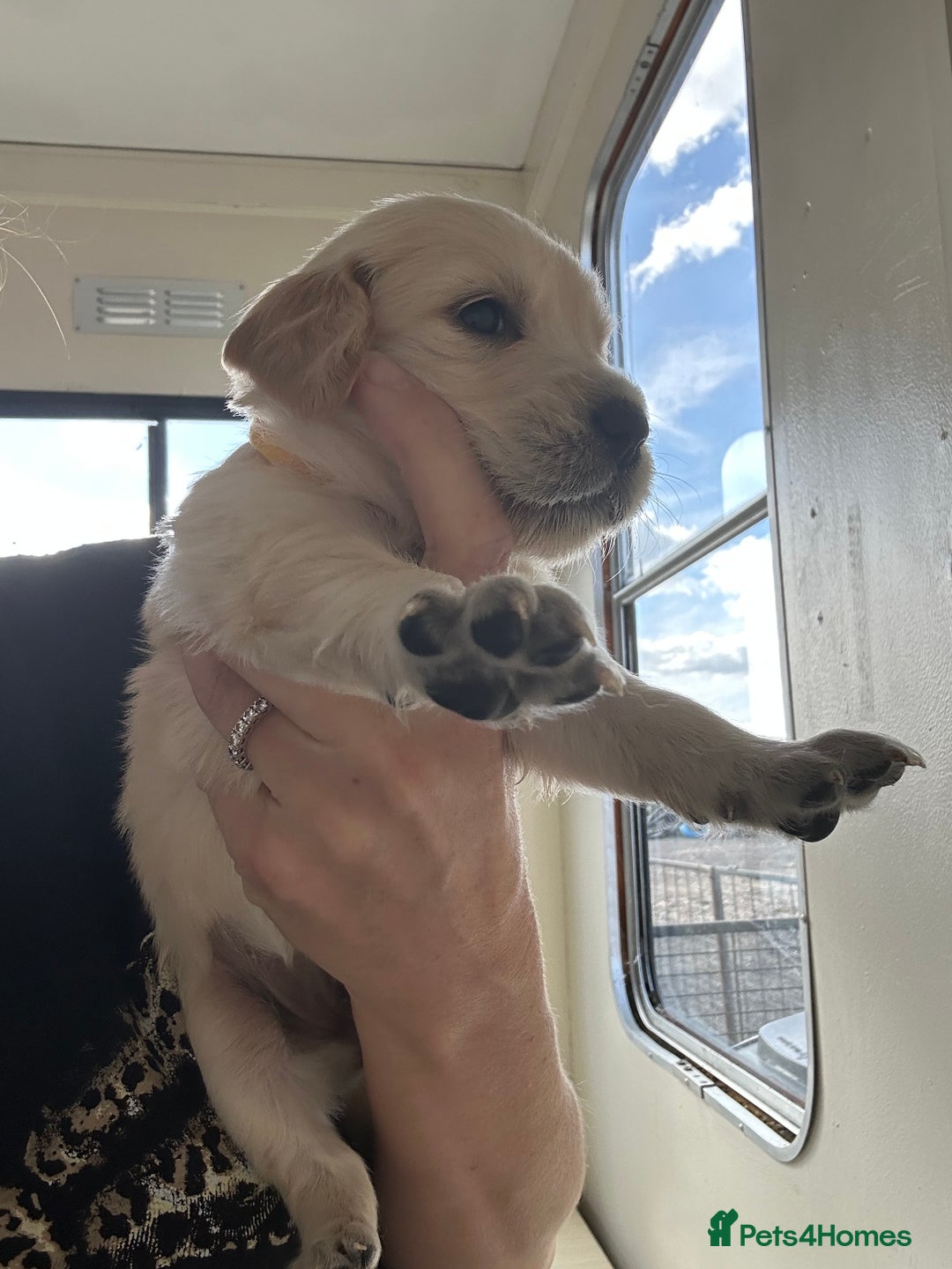 Golden Retriever dogs for sale: Gorgeous golden retriever puppies for sale - Image 14