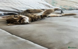 British Shorthair cats for sale: Stripes make cat 5 months old  - Advert 4