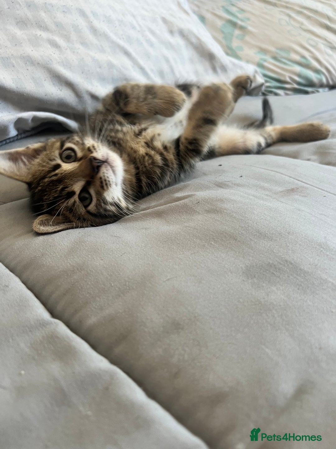 British Shorthair cats for sale: Stripes make cat 5 months old  - Advert 4