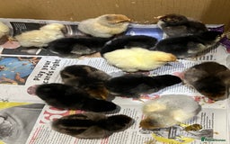Chickens poultry for sale: 14x Day old PURE BREED chicks! - Image 1