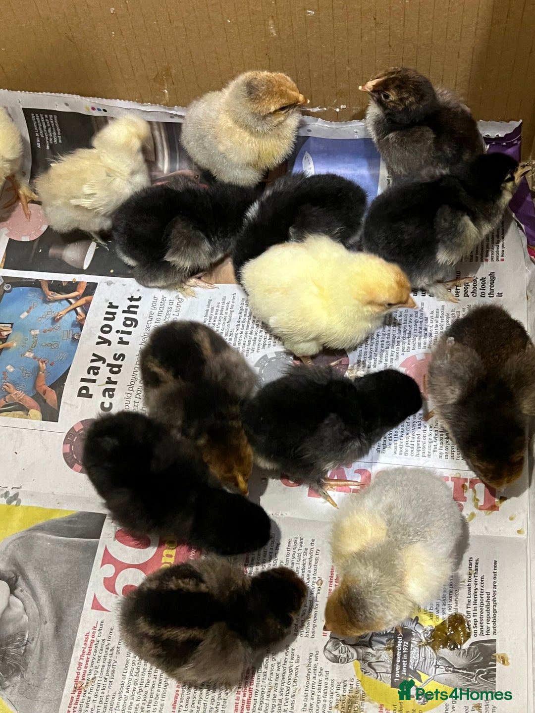 Chickens poultry for sale: 14x Day old PURE BREED chicks! - Image 1