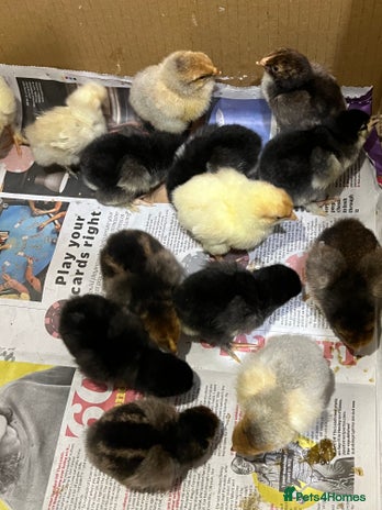 Chickens poultry - Advert 3